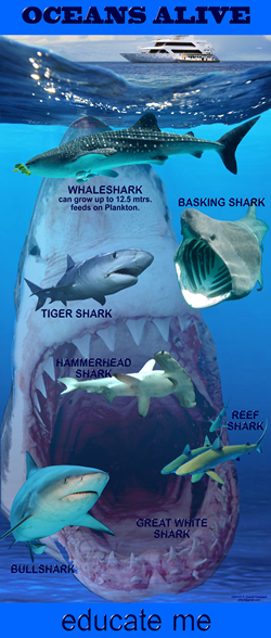 Educate Me 'Oceans Alive' banner 1.