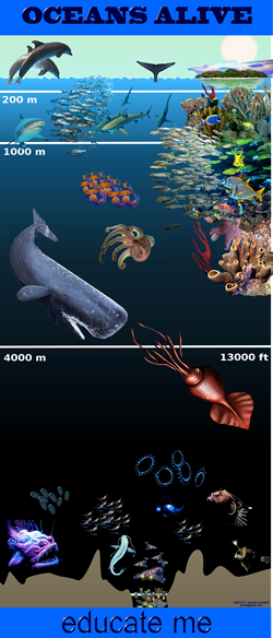 Educate Me 'Oceans Alive' banner 2.
