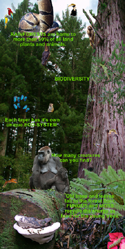 Educate Me 'Rainforests' banner 1.