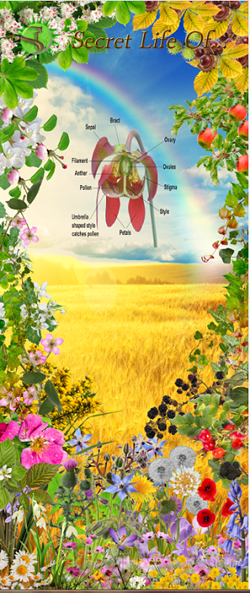 Secret Life 'Flowers' banner.
