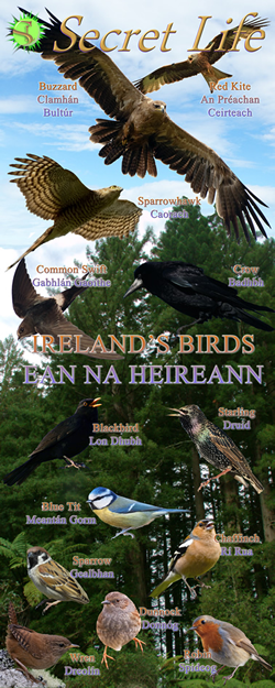 Secret Life 'Birds' banner.