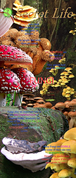 Secret Life 'Fungus' banner.