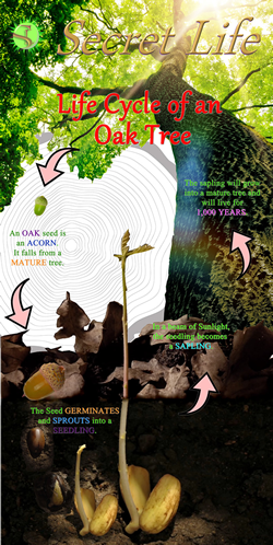 Secret Life 'Oak Lifecycle' banner.